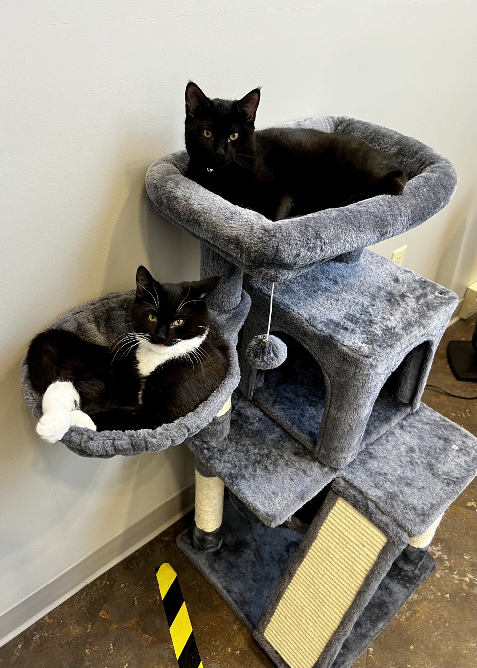 Cats_Data-Wiring-Solutions (1) Cats_Data-Wiring-Solutions (1)