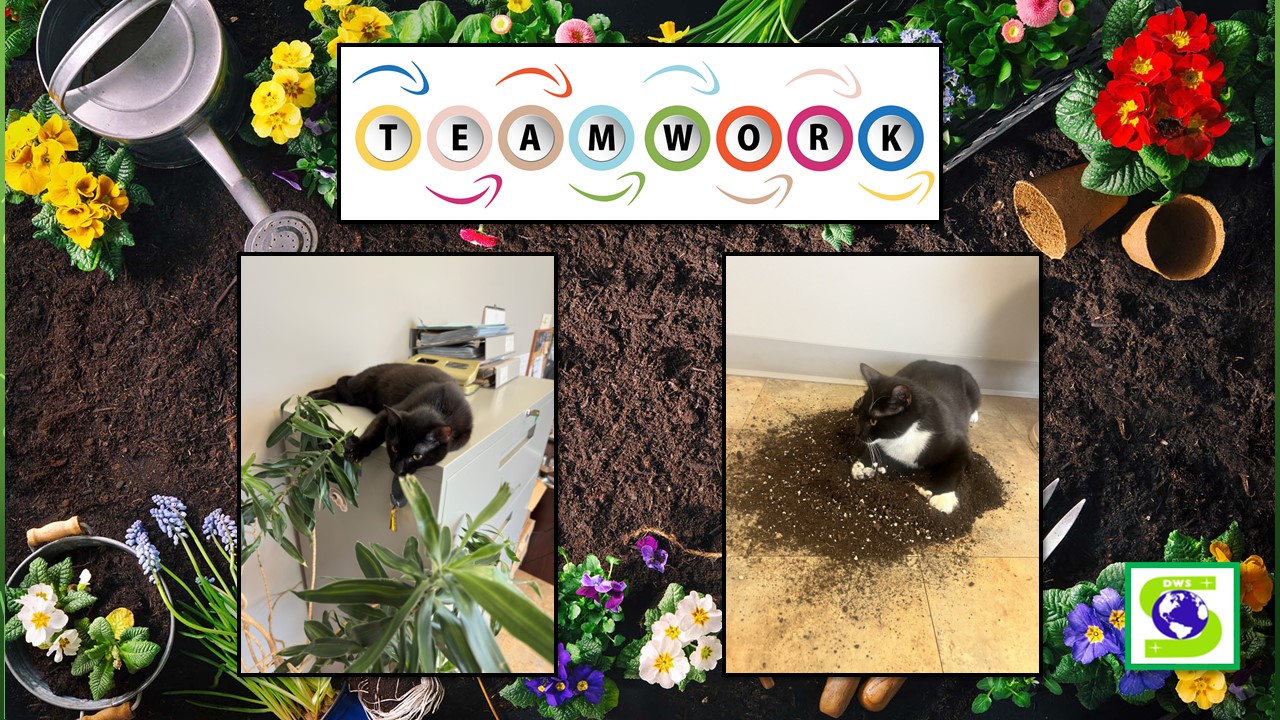 Cats_Team_DWS Cats_Team_DWS